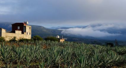 Viajes con sabor: La Ruta del Pulque que puedes conocer en tus visita a Milpa Alta