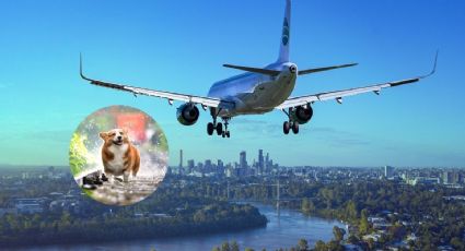 ¿Vuelas con tu mascota? Así son las áreas pet friendly del Aeropuerto de Monterrey