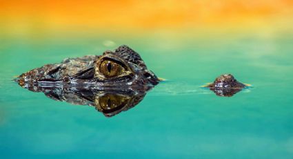 ¿Regalo de Tláloc? Cocodrilo 'aparece' en canales de Xochimilco tras fuertes lluvias