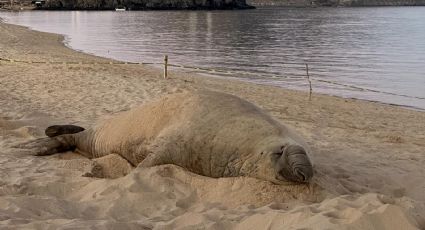 Panchito Cortés: el elefante marino que viaja desde la Patagonia hasta las costas de México