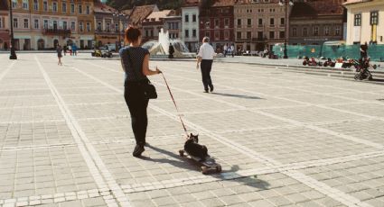 Día del Gato: Consejos para pasear con tu michi y disfrutar de bellos destinos