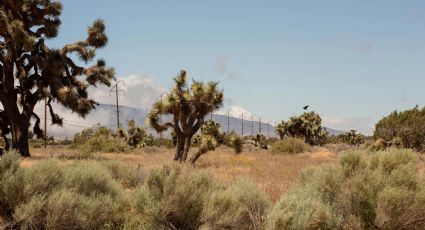 ¿Tlaxcala tiene desierto? Descubre las dunas doradas de Cuapiaxtla