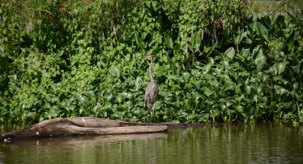 Viaja al Amazonas sin salir de México: Conoce esta hermosa reserva natural en Tabasco