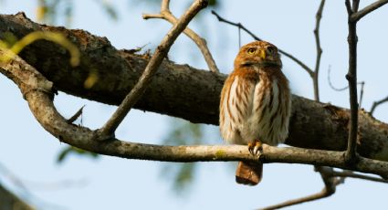 La oportunidad perfecta para observar aves en Colima se acerca