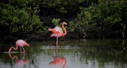 ¿Qué son las reservas de la biosfera y cuántas hay en México?