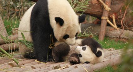 Zoológico de Berlín da la bienvenida a pandas bebés y así podrás conocerlos