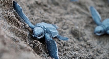 ¡Experiencia imperdible! Vuelve la Expo Tortuga 2024 a Playa Azul: FECHAS