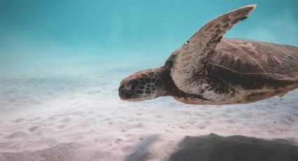 ¡Increíble! Este fue el momento en que turistas interrumpen desove de tortuga marina