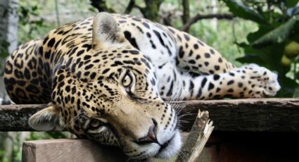 ¡Impresionante! Así fue el rescate de un jaguar que deambulaba en Hidalgo