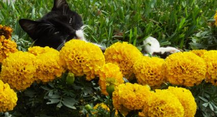 El parque de los gatos que puedes visitar: Una experiencia fascinante en Perú