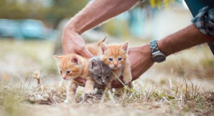 ¡De ternura! Así es Michigan, el primer albergue para gatitos que abrió sus puertas en CDMX