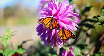 ¿Cuándo inicia la temporada para ver mariposas monarca en los santuarios de Michoacán?