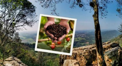 Día del Café: Pueblos Mágicos con cafetales e increíbles paisajes montañosos para disfrutar este día