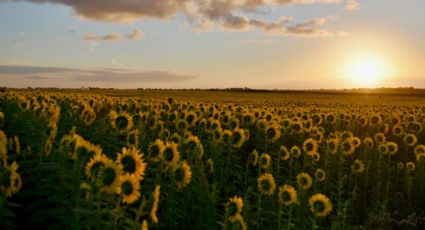 Viajes al natural: Este es el primer campo de girasoles GIGANTES para visitar en Hidalgo