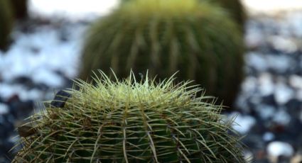 Tierra Blanca, el destino de Guanajuato para caminar entre cactus gigantes