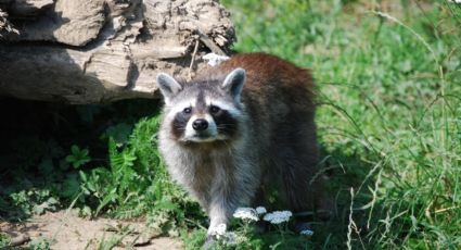 ¿Mapaches en la UNAM? Así se les vio ‘paseando’ por los pasillos de un centro de investigación