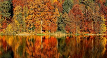 ¿Dónde se encuentra el único bosque de maple en México? El destino ideal para viajar en otoño