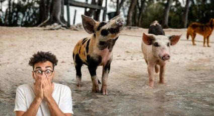 Pig Beach: ¿Qué sucedió con este sitio turístico donde podías convivir con cerditos?