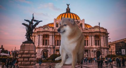 Viral: Cheems estrena expo en la CDMX y esto cuesta la entrada para disfrutar su historia