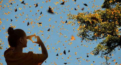 Santuarios de mariposas monarca cumplen 50 años y así puedes celebrar con tu visita