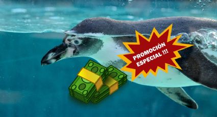 ¿Cuesta de enero? Acuario de CDMX tiene promoción de 3x2 para llevar a los niños