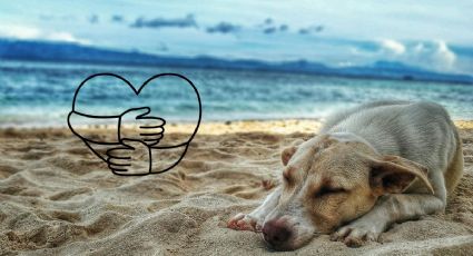 Megapuente: Las recomendaciones y cuidados para viajar a la playa con tu mascota