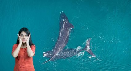 Santuarios de ballena gris para disfrutar avistamientos en Baja California Sur