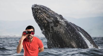 Baja California Sur, el destino ideal para admirar avistamiento de ballenas grises en temporada