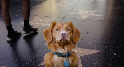 Así luce Indy, el perrito de Good Boy en su visita al Paseo de la Fama en Hollywood