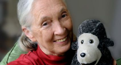 Jane Goodall: La historia de la mujer que vivió entre chimpancés y destinos increíbles