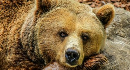 Oso disfruta una tarde de juegos en los columpios de un parque y cautiva a internautas con su ternura