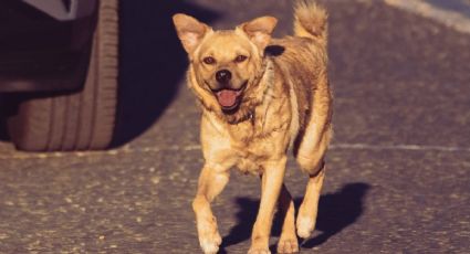 ¡Hasta pronto! Muere Chicles, el perrito maratonista más famoso de Tijuana
