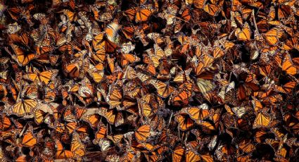 ¿Cuándo llegan las mariposas Monarca a México en 2025?