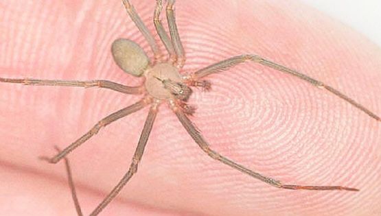 ¡Aguas! Las arañas más peligrosas de México y los destinos donde puedes encontrarlas