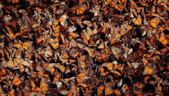 ¿Cuándo llegan las mariposas Monarca a México en 2025?