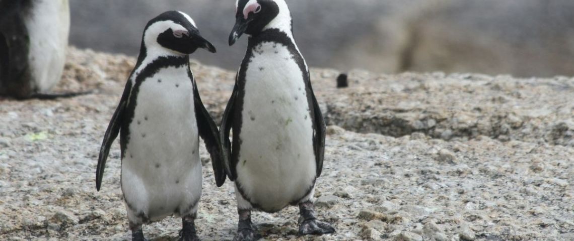 Pareja de pingüinos caminan por la playa tomados de la mano y enternecen a los internautas