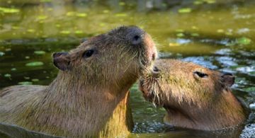 Los zoológicos de la CDMX donde puedes conocer al capibara, el roedor más grande del mundo