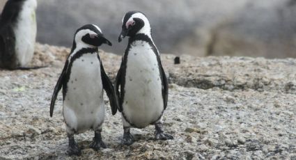 Pareja de pingüinos caminan por la playa tomados de la mano y enternecen a los internautas