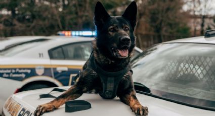 Perrito policía recibe una sorpresa por parte de sus amigos el último día de trabajo