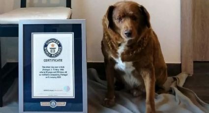 Bobi, la historia del perro más viejito del mundo que tiene 31 años de edad