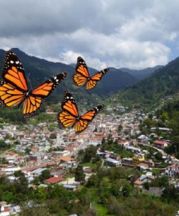 Angangueo, el Pueblo Mágico de Michoacán que se prepara para recibir a la mariposa Monarca