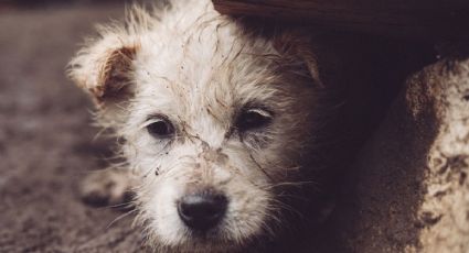 Así fue la reacción de un perrito rescatado que enternece las redes sociales