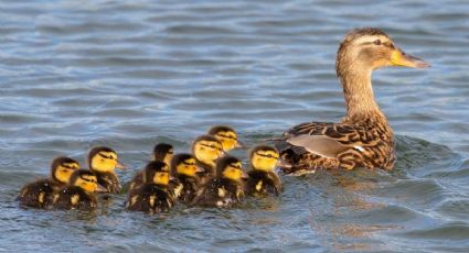 Mamá pato lleva a sus bebés a nadar a un parque acuático y enternece las redes: VIDEO