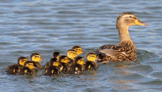 Mamá pato lleva a sus bebés a nadar a un parque acuático y enternece las redes: VIDEO