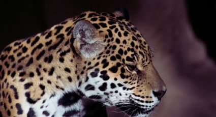 Conoce a Yazu, la cría de jaguar que ayudará a evitar su extinción