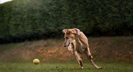 ¿Listos para el Mundial 2026? Perritos futbolistas cautivan las redes sociales