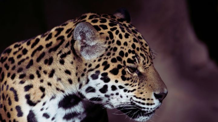 Conoce a Yazu, la cría de jaguar que ayudará a evitar su extinción