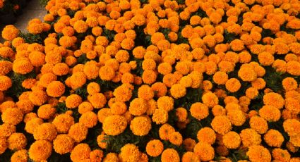 Festival de Flores de Cempasúchil en Reforma: Fecha, hora y actividades que podrás disfrutar