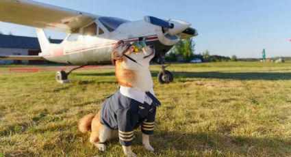 Viajero presume su vuelo de lujo junto a su perro y así reaccionaron los internautas
