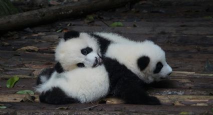 Panda bebé tiene un reencuentro con su madre y así fue el bello momento